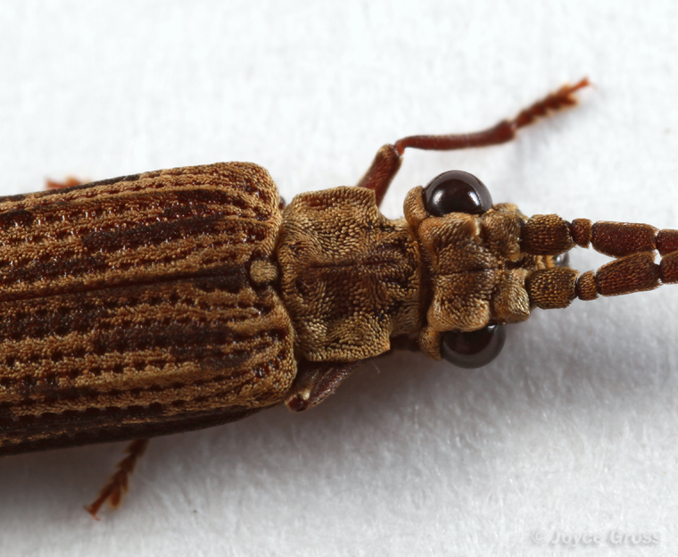 Tenomerga cinerea