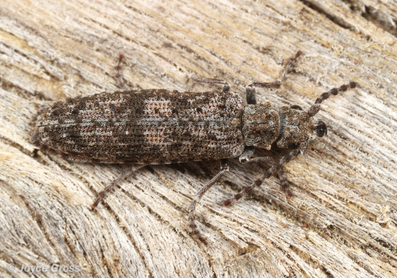 Priacma serrata