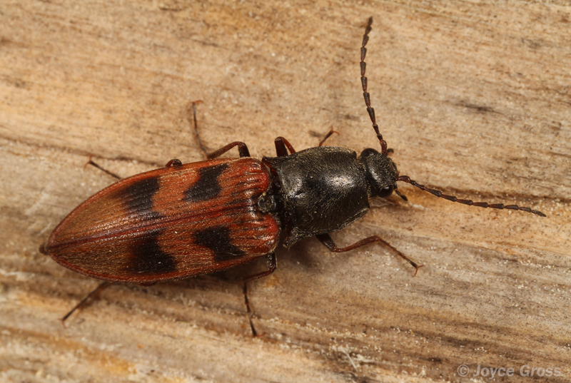 Pseudanostirus nigricollis