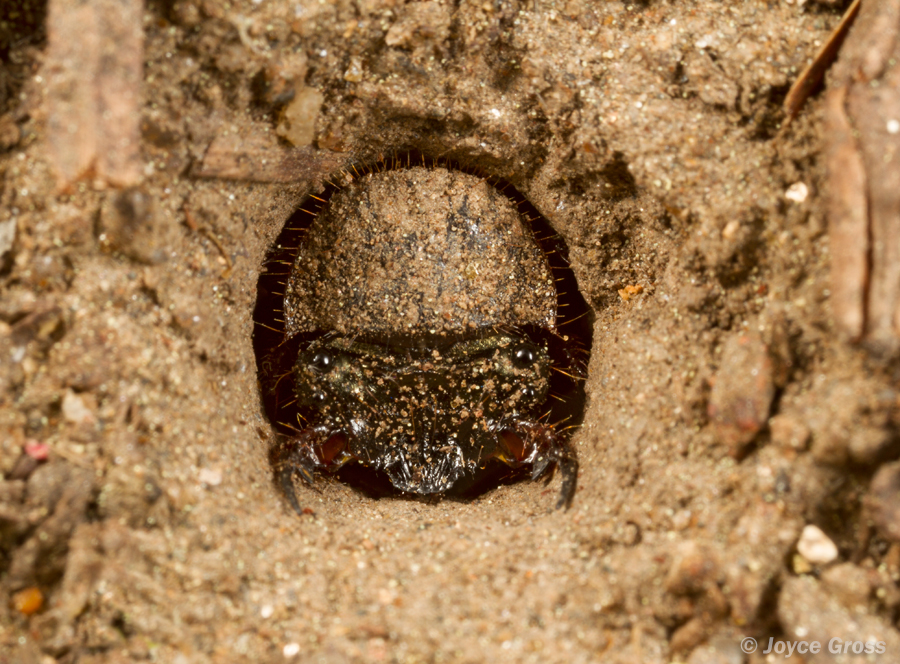 Omus californicus