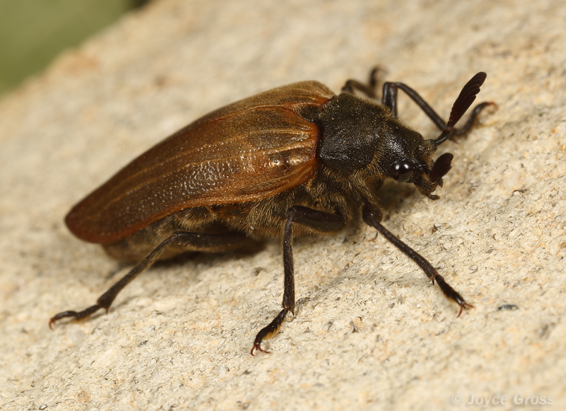 Sandalus californicus