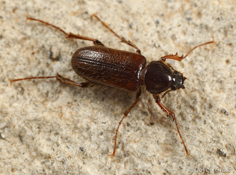 Diphyllostoma linsleyi