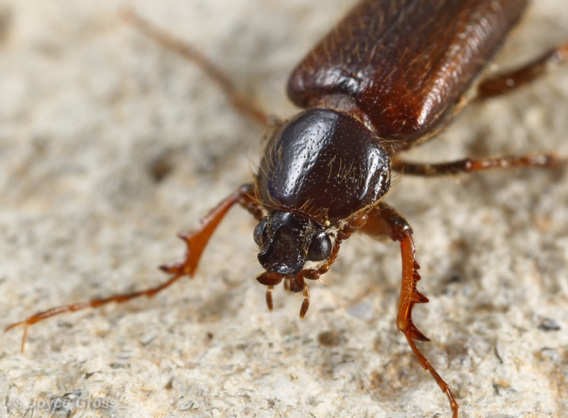 Diphyllostoma linsleyi