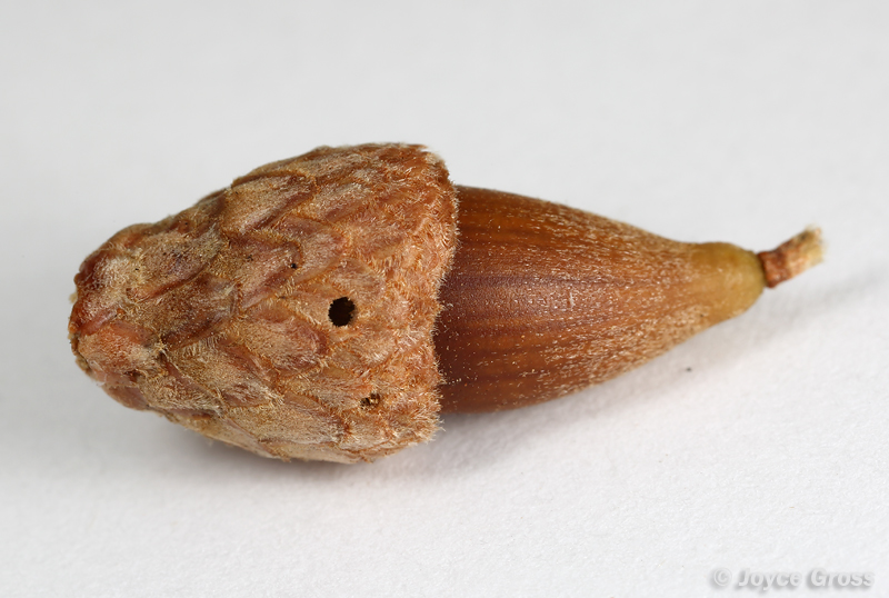 Callirhytis eldoradensis