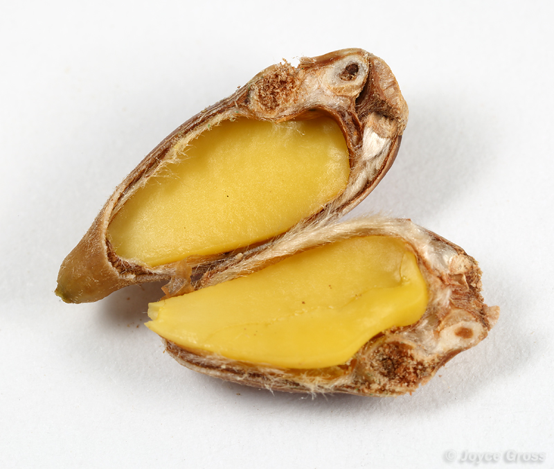 Callirhytis eldoradensis