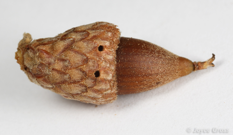 Callirhytis eldoradensis