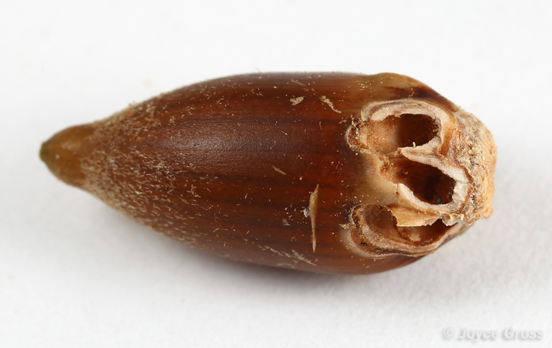 Callirhytis eldoradensis