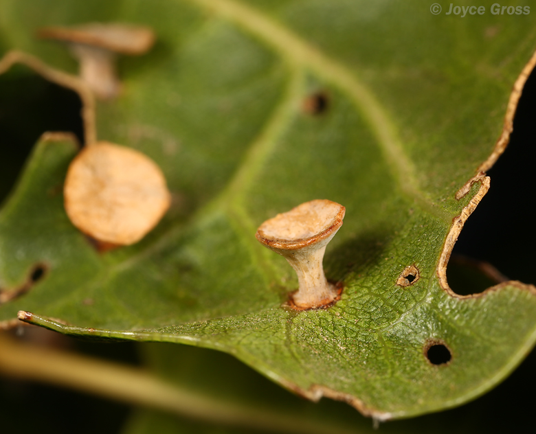 Amphibolips quercuspomiformis