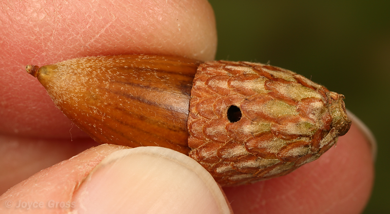 Callirhytis eldoradensis