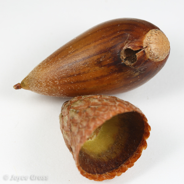 Callirhytis eldoradensis