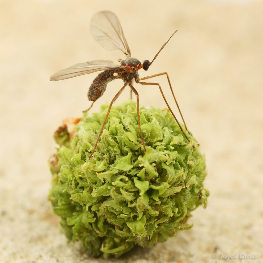 Asphondylia ceanothi