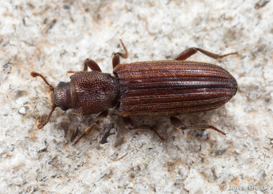 Bothrideres montanus