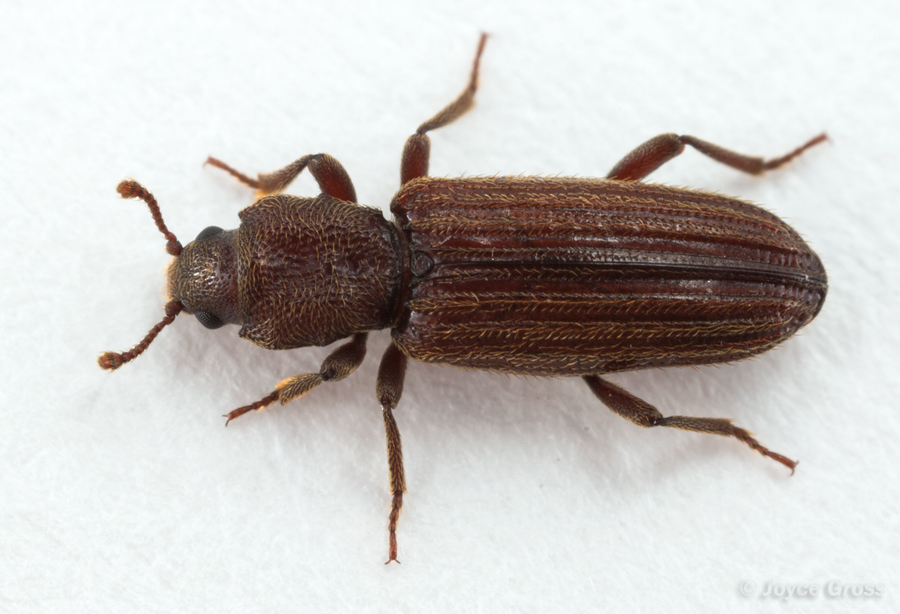 Bothrideres montanus