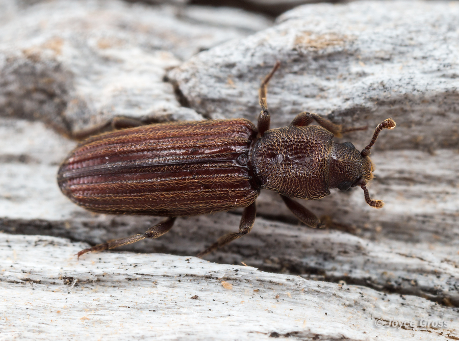 Bothrideres montanus