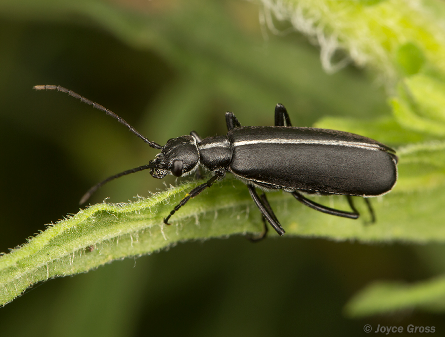 Epicauta cinctipennis