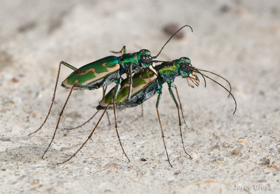 Ellipsoptera marutha