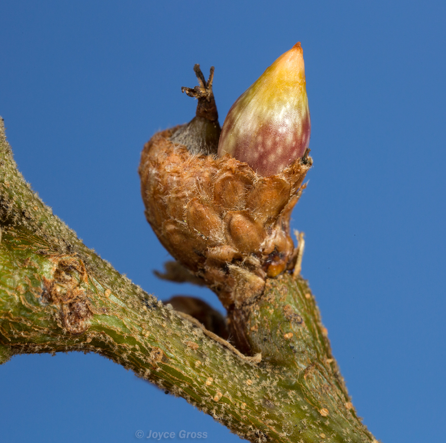 Callirhytis carmelensis