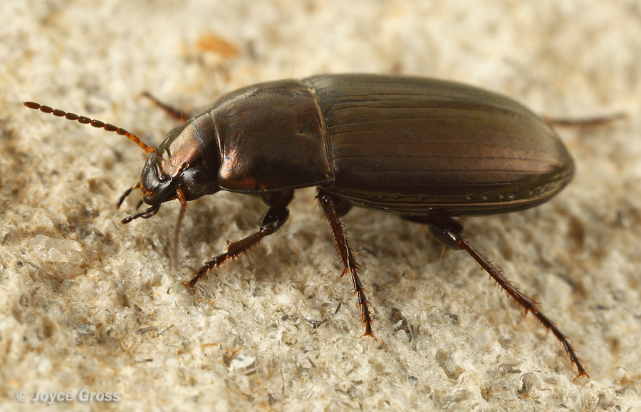 Amara sp.