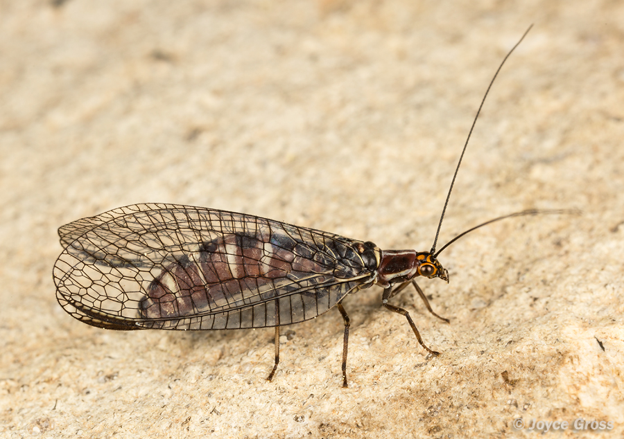 Nothochrysa californica