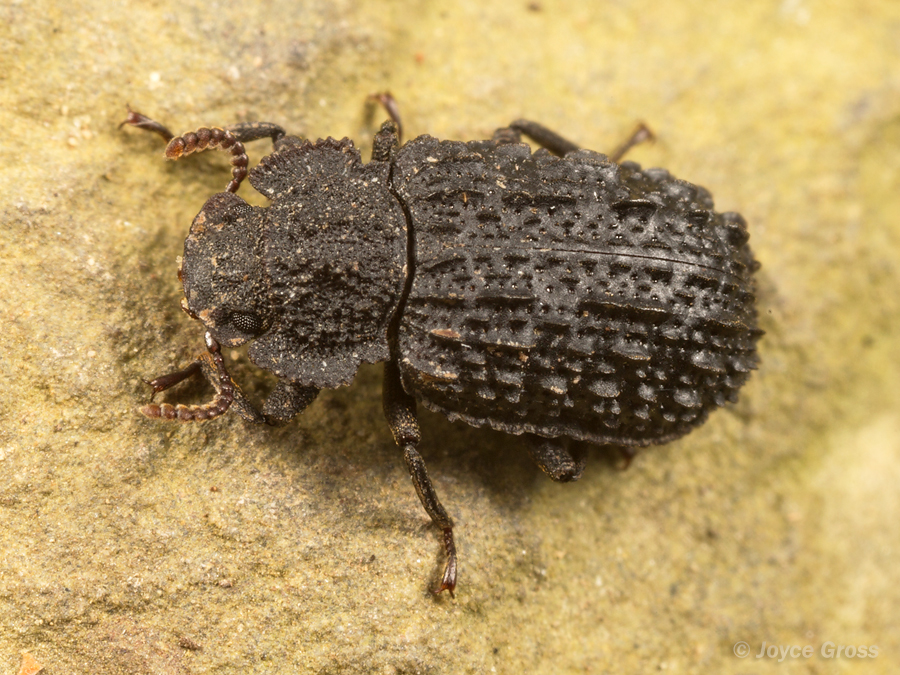 Bolitophagus corticola