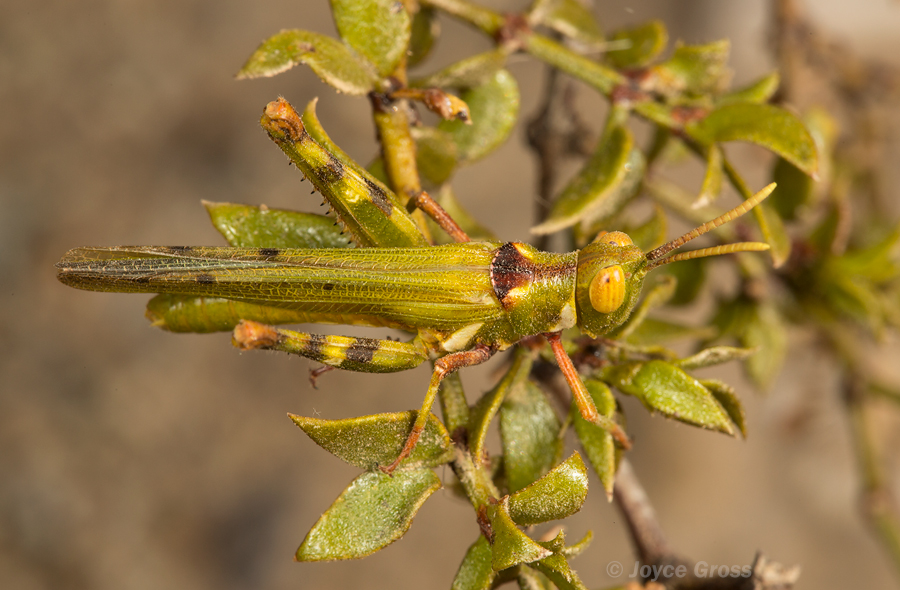 Bootettix argentatus