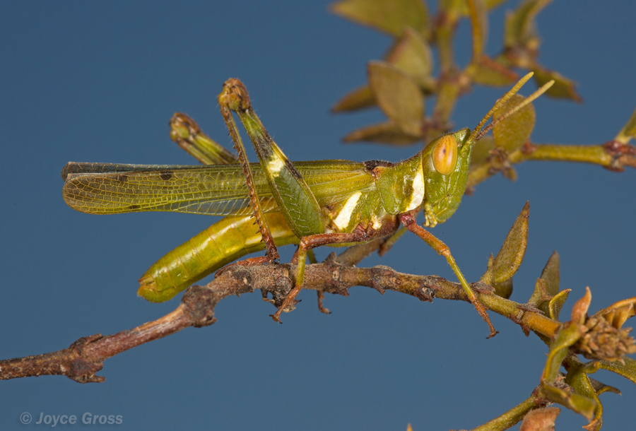Bootettix argentatus