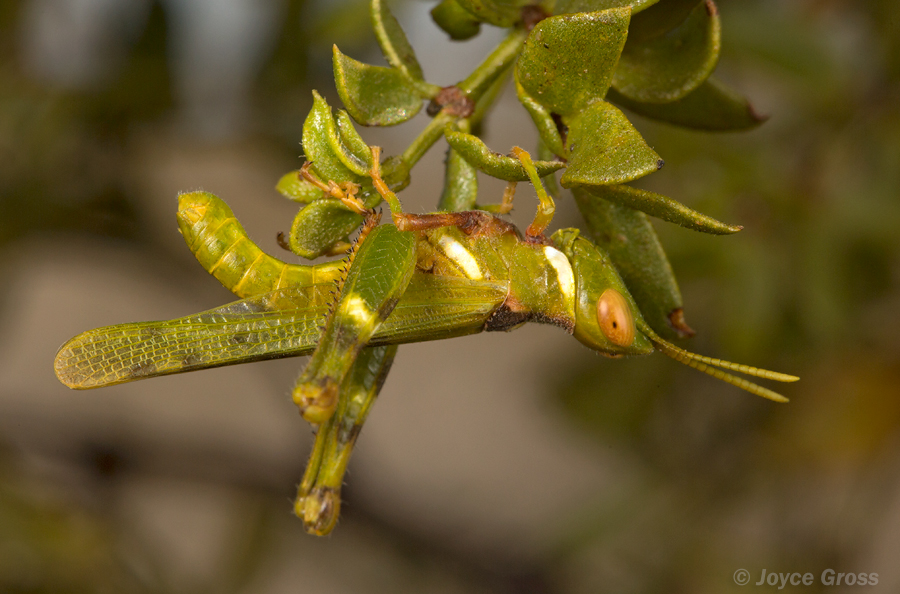 Bootettix argentatus