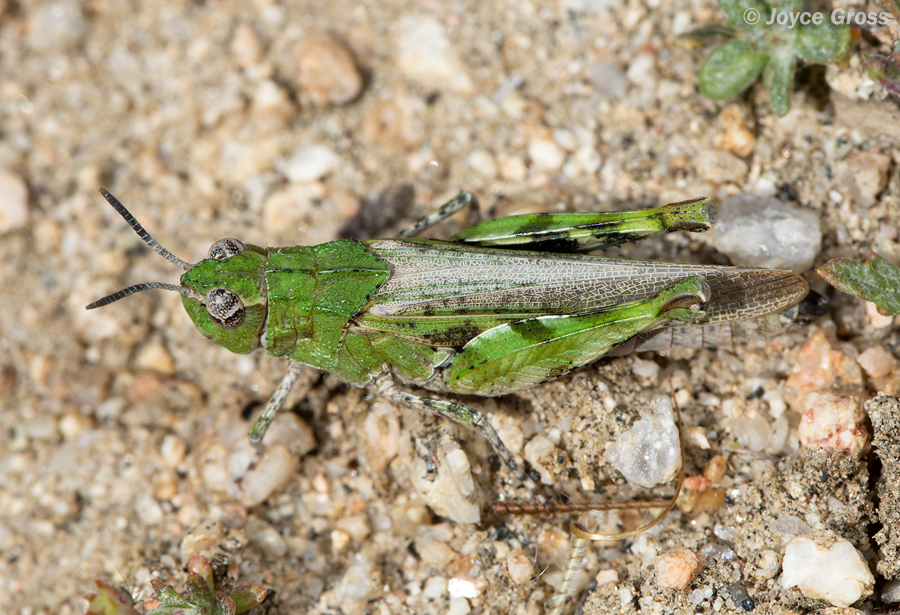 Chimarocephala pacifica
