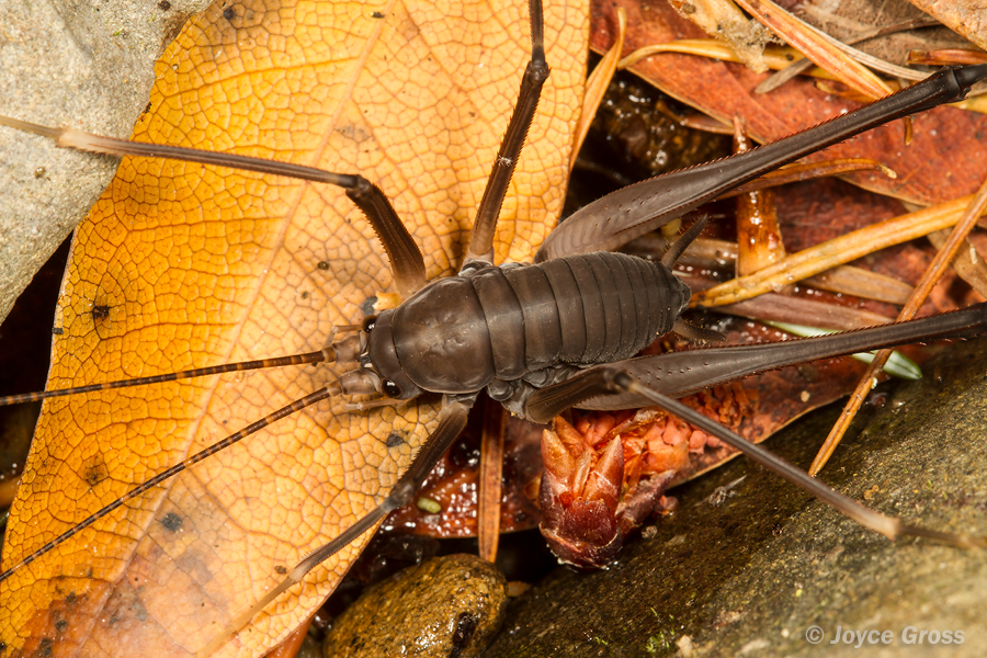 Tropidischia xanthostoma