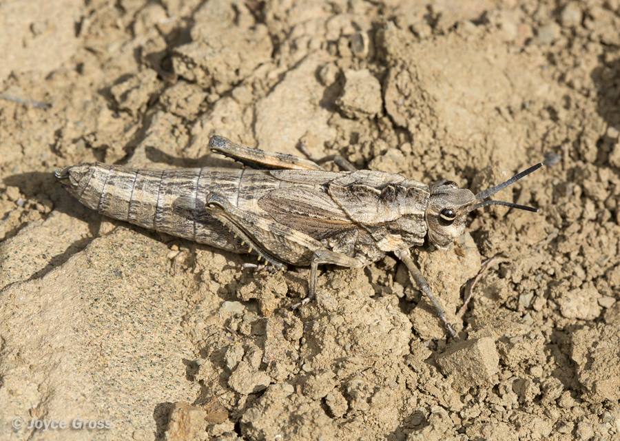 Dracotettix monstrosus