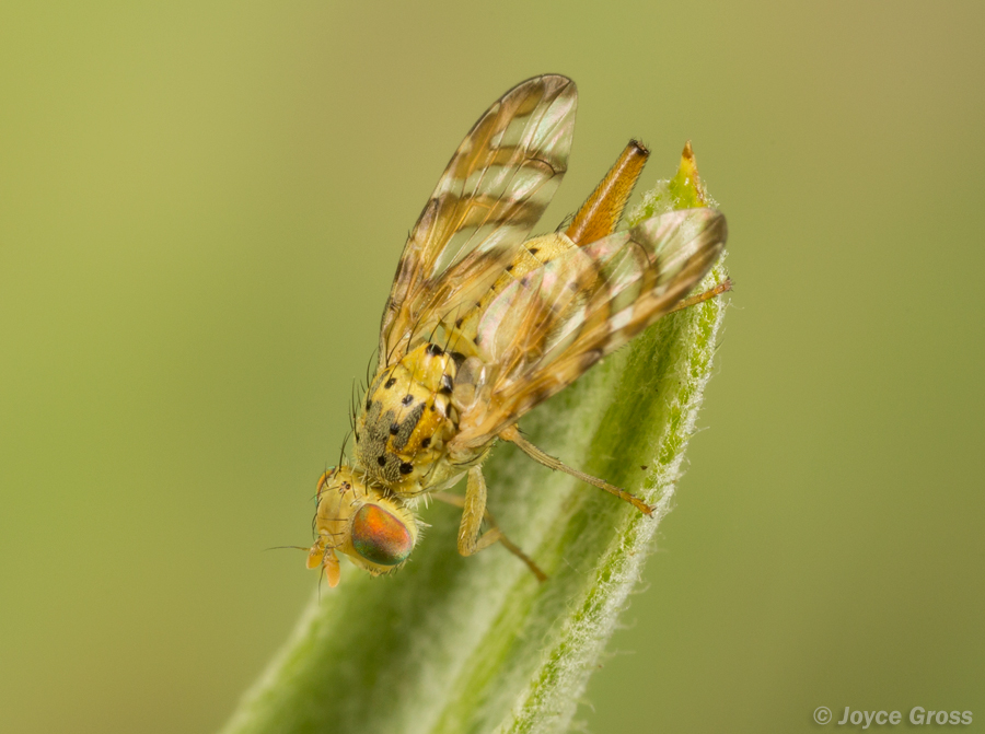 Chaetorellia succinea