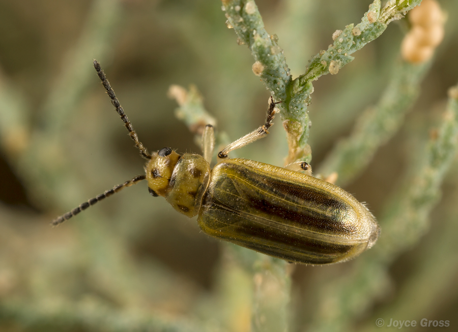 Diorhabda carinulata