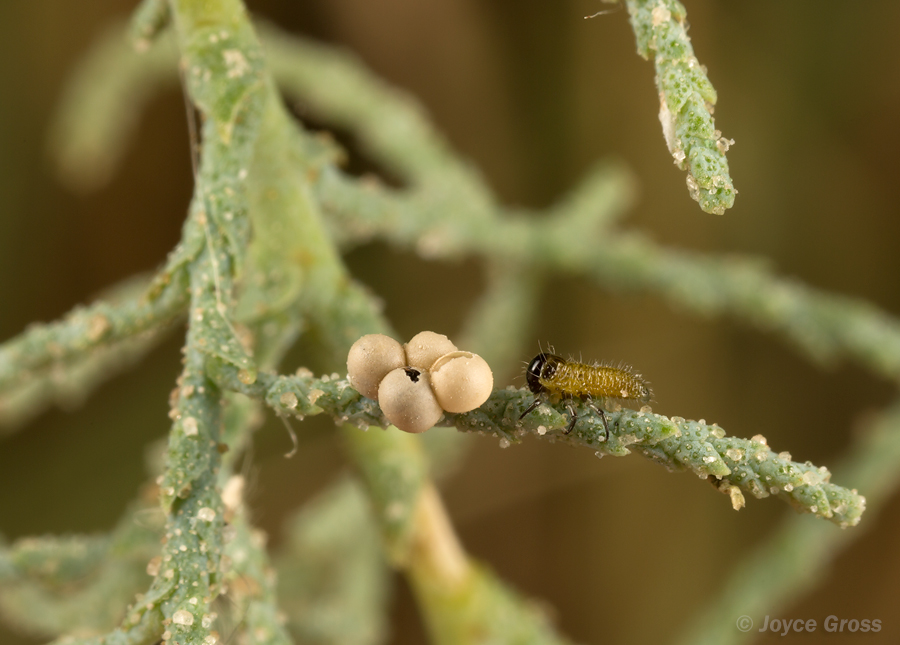 Diorhabda carinulata