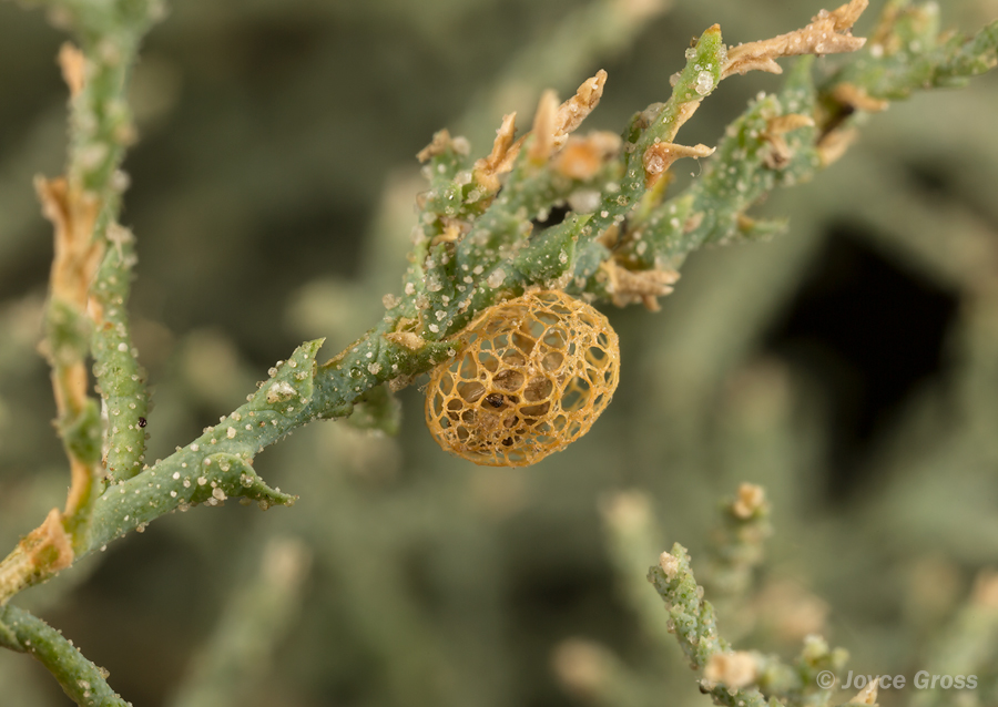 Coniatus splendidulus