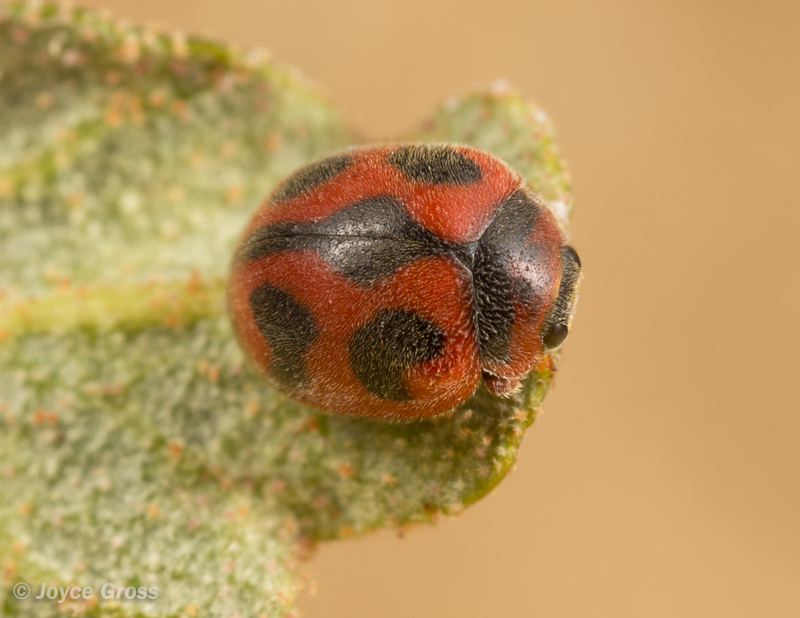 Rodolia cardinalis