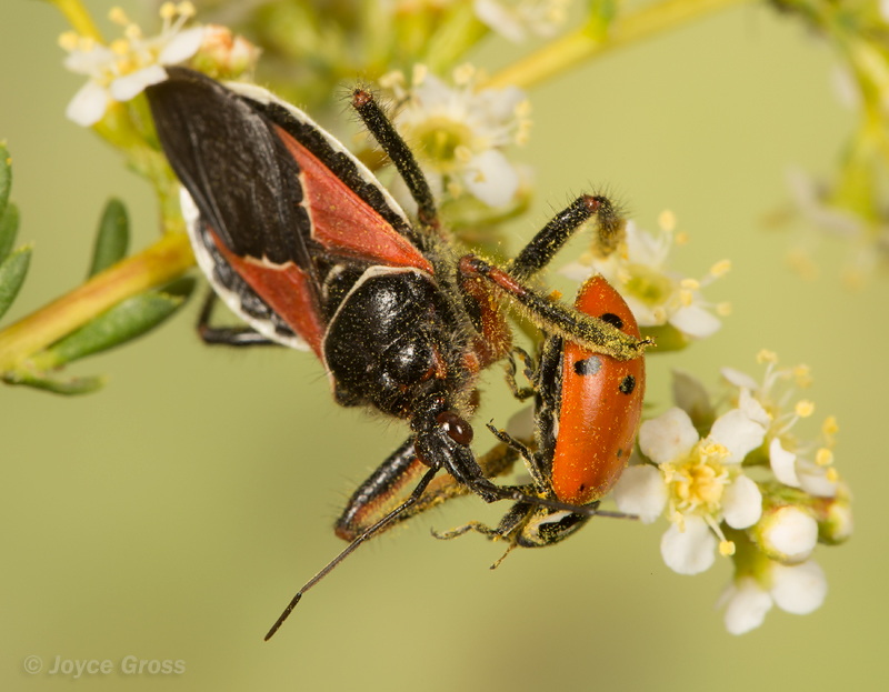 Apiomerus californicus