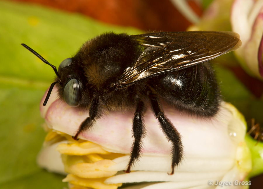 Xylocopa tabaniformis