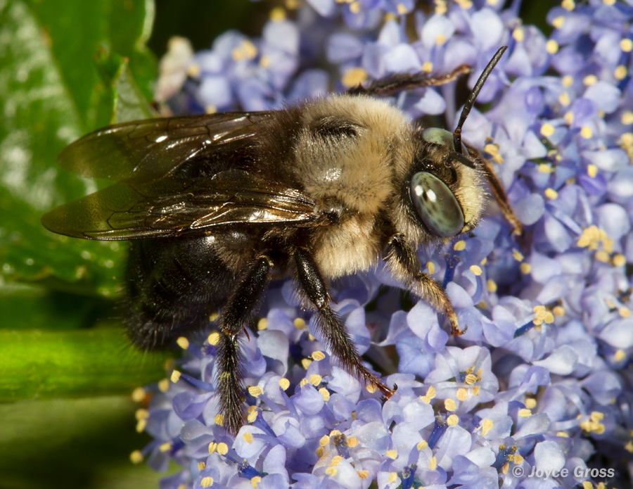Xylocopa tabaniformis
