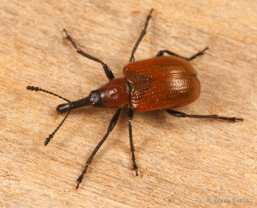 Merhynchites wickhami