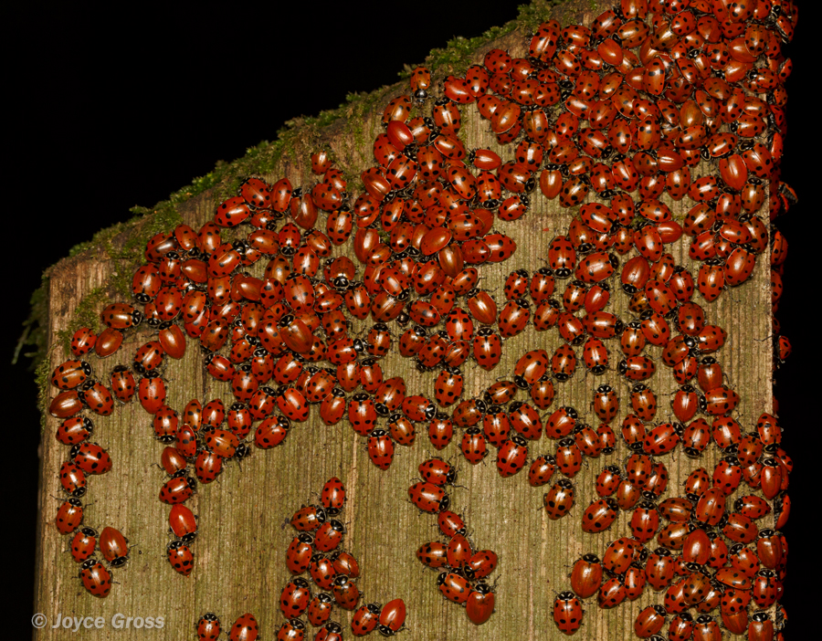 Hippodamia convergens