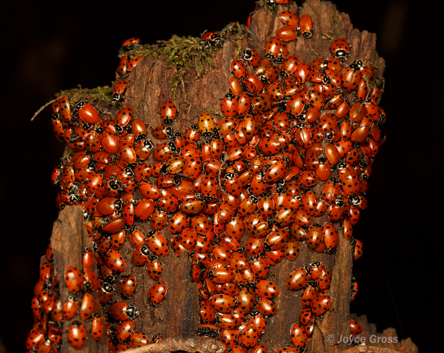 Hippodamia convergens