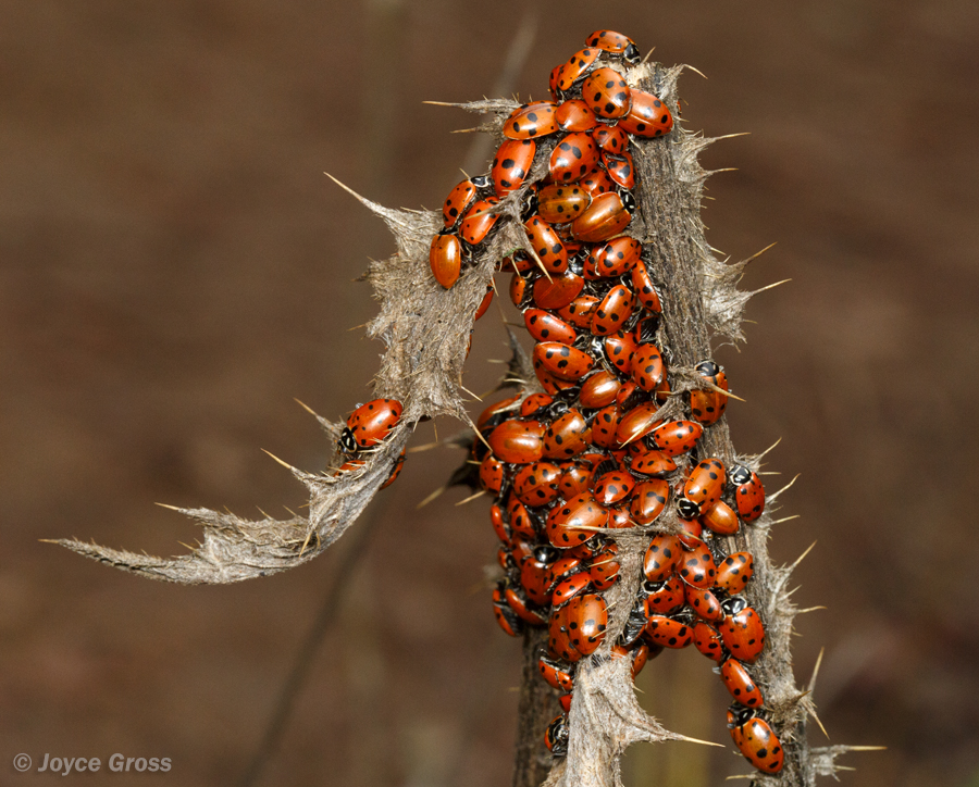 Hippodamia convergens