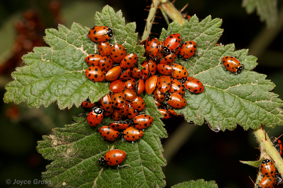 Hippodamia convergens