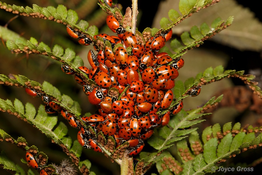 Hippodamia convergens