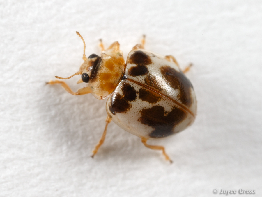 Psyllobora vigintimaculata