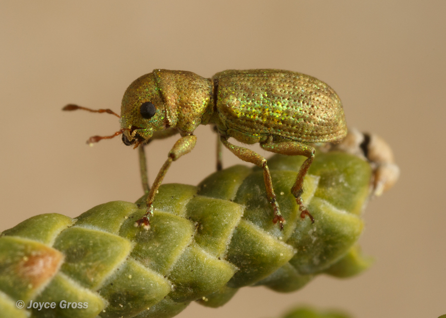 Pandeleteinus submetallicus