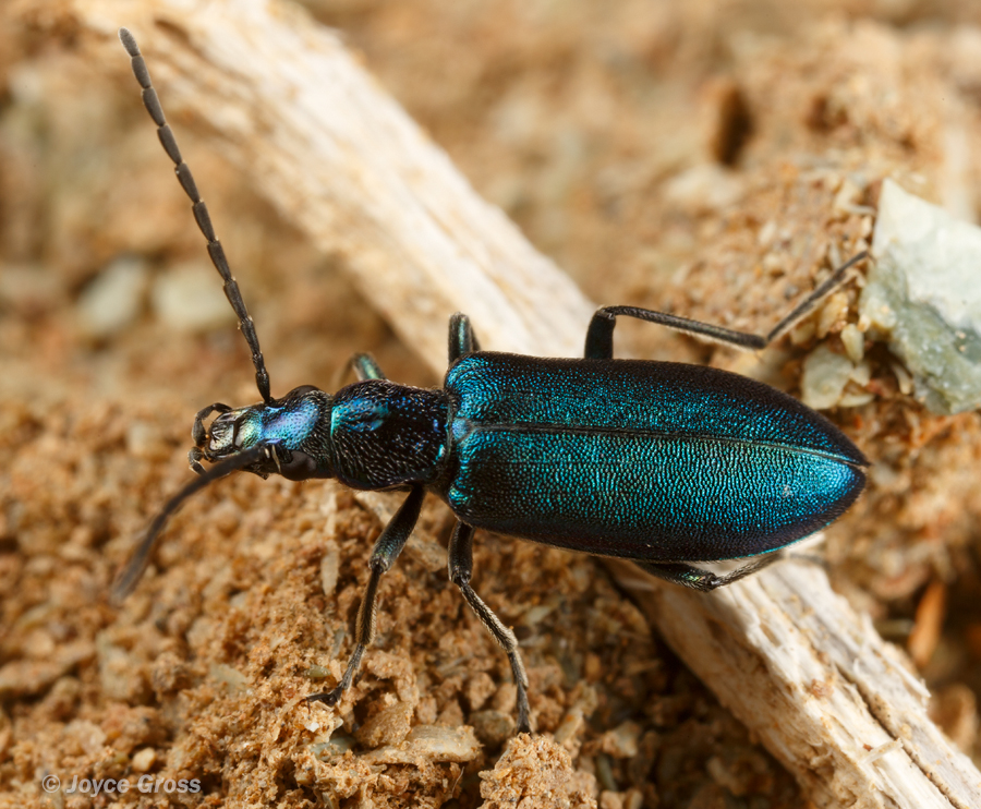 Eumecomera cyanipennis