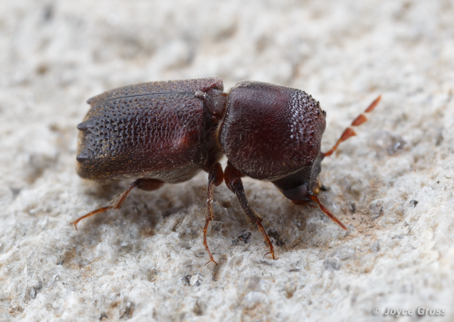 Dendrobiella aspera