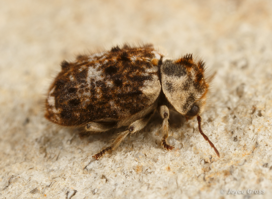 Trichodesma cristata