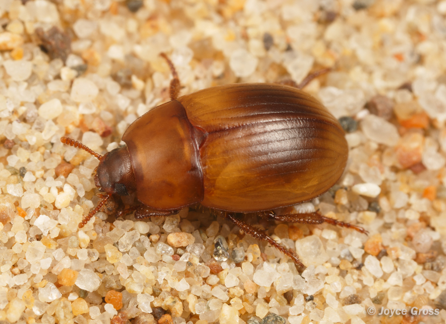 Phaleria rotundata